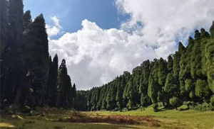 Frosty Pine Forest in Sonada